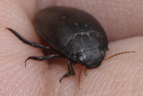 Réf. 250 639 : Agabus sp.